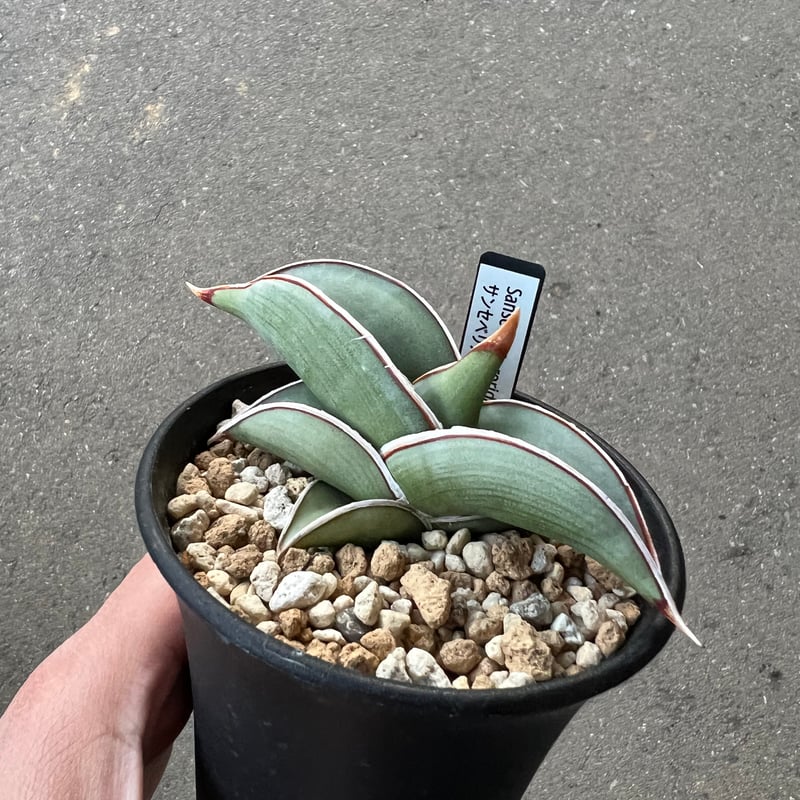 サンセベリア ロリダ | STELLA.PLANTS サンセベリア ロリダ | STELLA.PLANTS