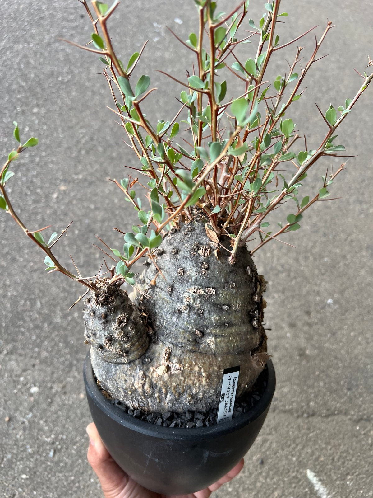 【しゃぼてんぬ】フォークイエリアコルムナリス 観峰玉 フォークイエリア コルムナリス 観峰玉 | STELLA.PLANTS