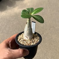 ボスウェリア ナナ | STELLA.PLANTS