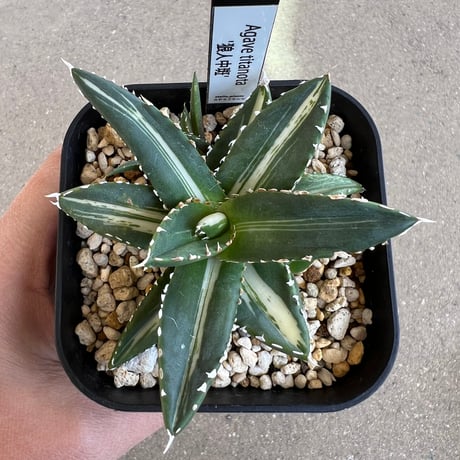 CATEGORY アガベ | STELLA.PLANTS