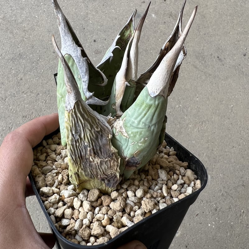 oaxaca oteroi Blue special 現地実生 ブルースペシャ oaxaca oteroi