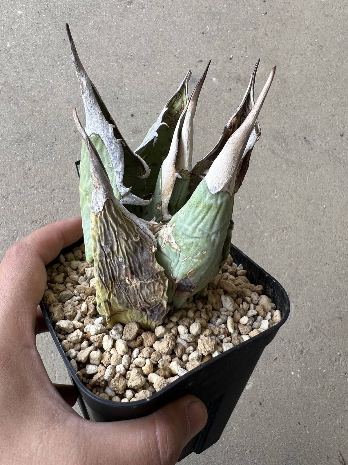 AGAVE OTEROI OAXACA 現地球オリジナルクローン ステゴサウルス AGAVE OTEROI OAXACA 現地球オリジナルクローン ステゴサウルス