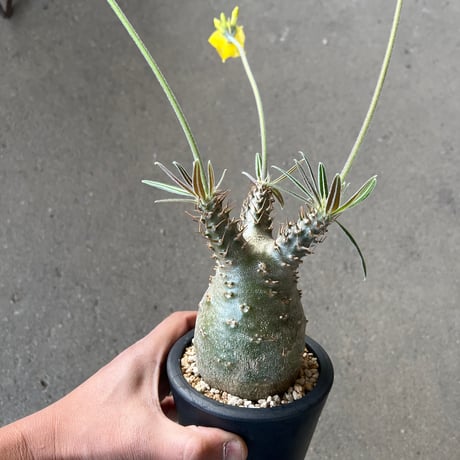 STELLA.PLANTS
