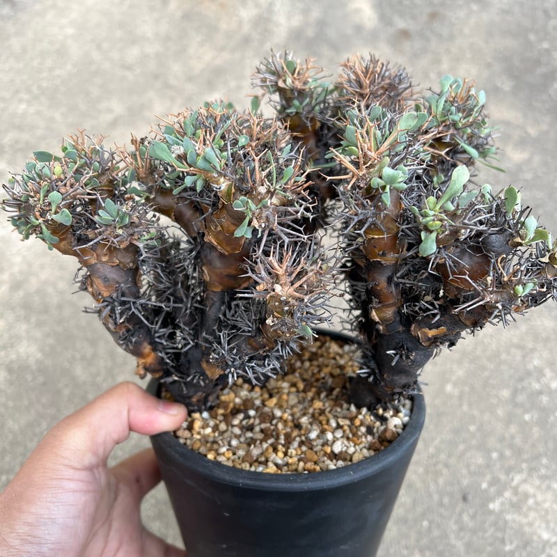 オトンナ ユーフォルビオイデス | STELLA.PLANTS