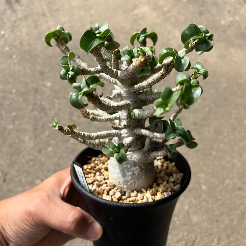 専用　獅子葉アデニウムセット。 アデニウム D.H.A 獅子葉 2 | STELLA.PLANTS