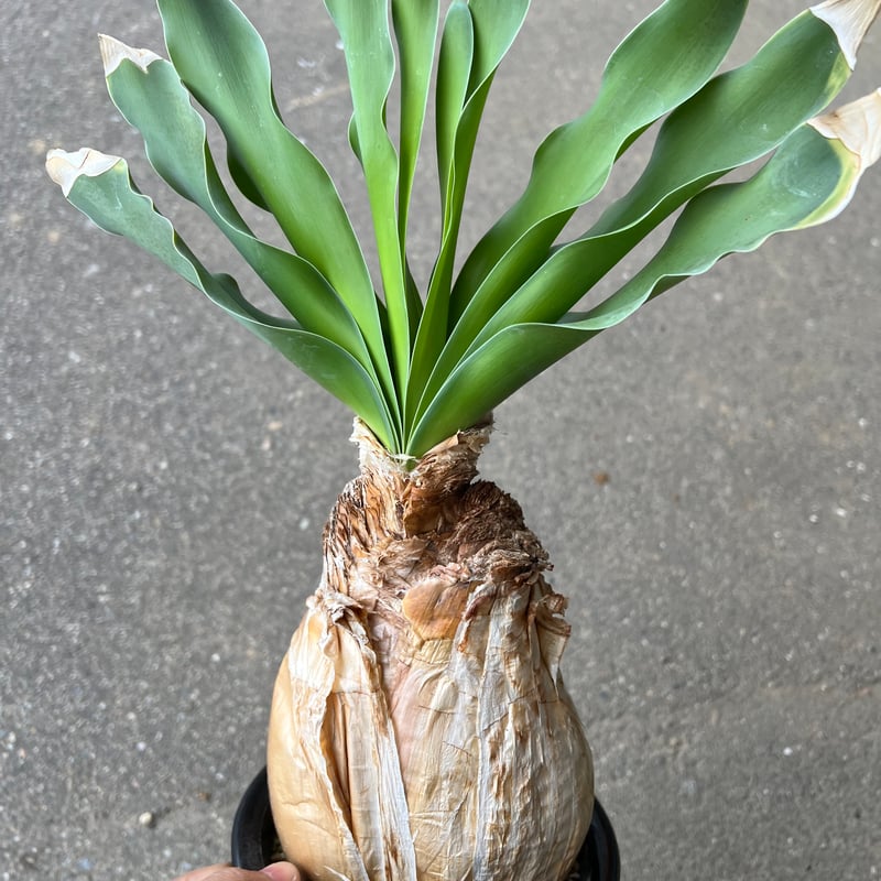 H419【自社養生株】ブーファン ハエマンソイデス（現地球・発根株