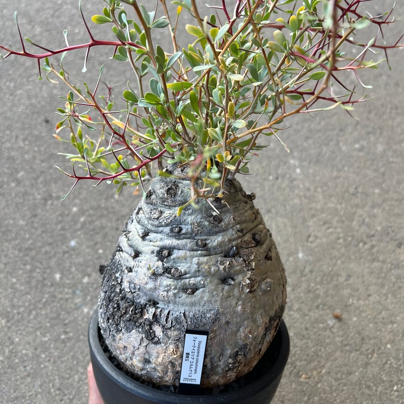 フォークイエリア コルムナリス 観峰玉 | STELLA.PLANTS