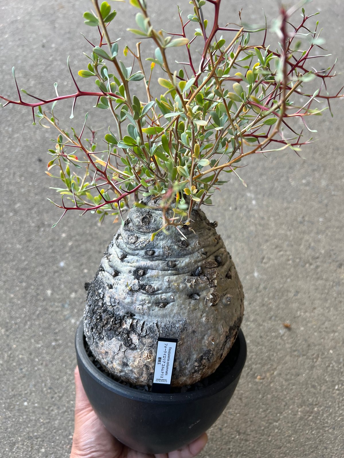 フォークイエリア コルムナリス 観峰玉 | STELLA.PLANTS