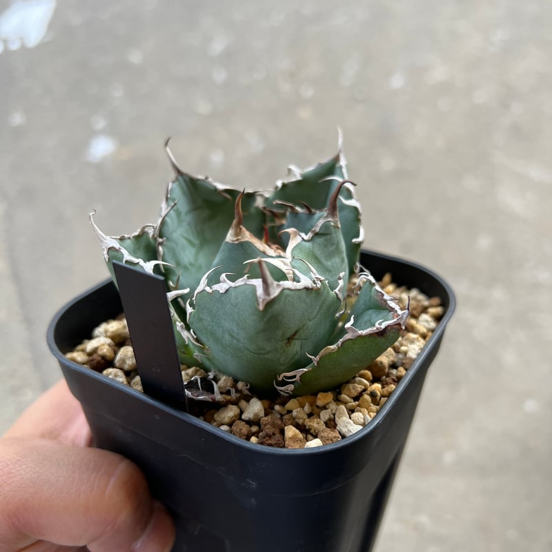 アガベ チタノタ 白鯨 | STELLA.PLANTS アガベ チタノタ 白鯨 | STELLA.PLANTS