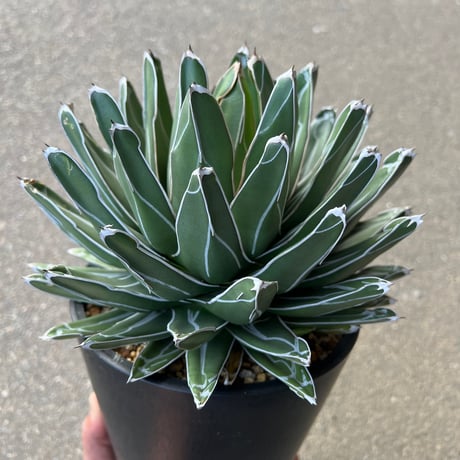 STELLA.PLANTS