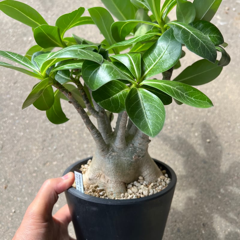 アデニウム　アラビカム アデニウム アラビカム | STELLA.PLANTS