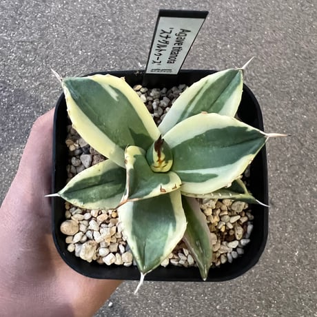 スナグルトゥース | STORES