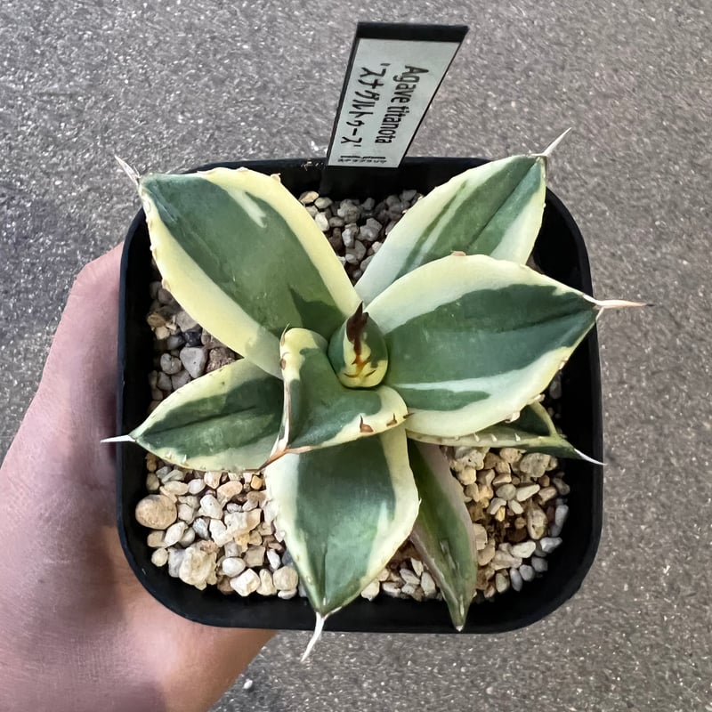 アガベ チタノタ スナグルトゥース1 | STELLA.PLANTS