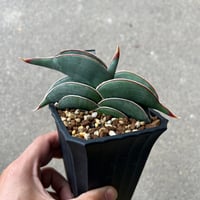 サンセベリア ロリダ6