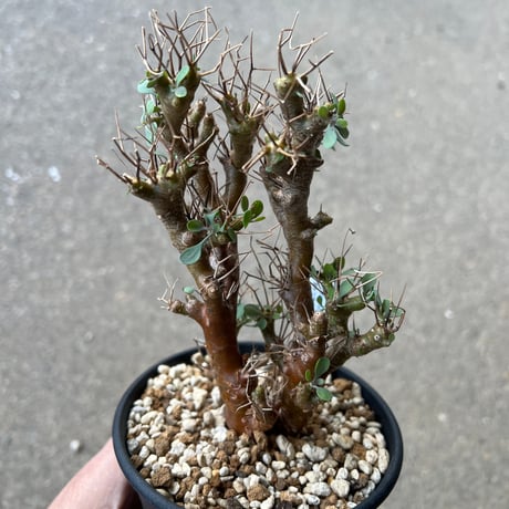 オトンナユーフォルビオイデス | STORES