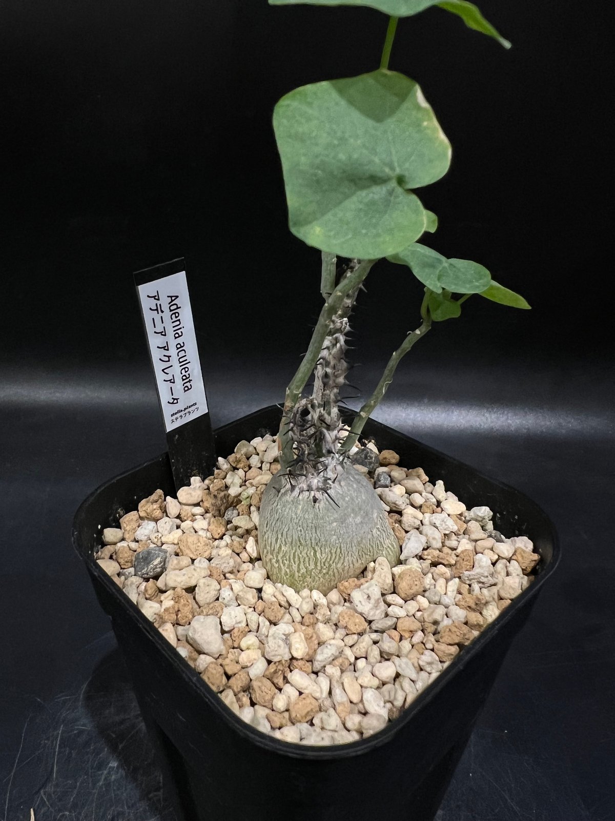 アデニアアクレアータ 【公式通販】