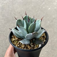 イシスメンシス一本刺タイプ 2