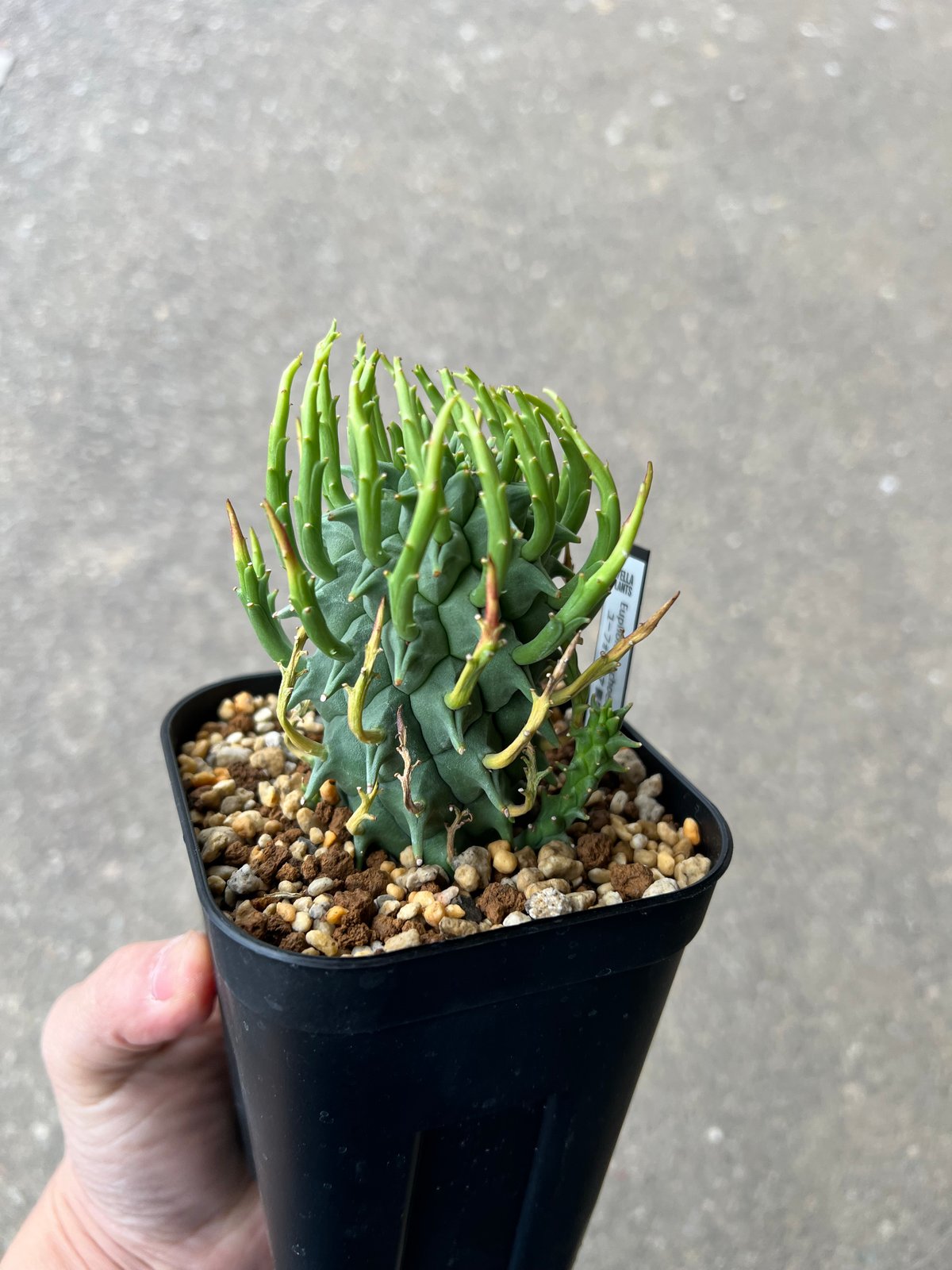 【国内実生】ユーフォルビア スコエランディ (闘牛角) 塊根植物 ユーフォルビア スコエランディ 闘牛角1 | STELLA.PLANTS