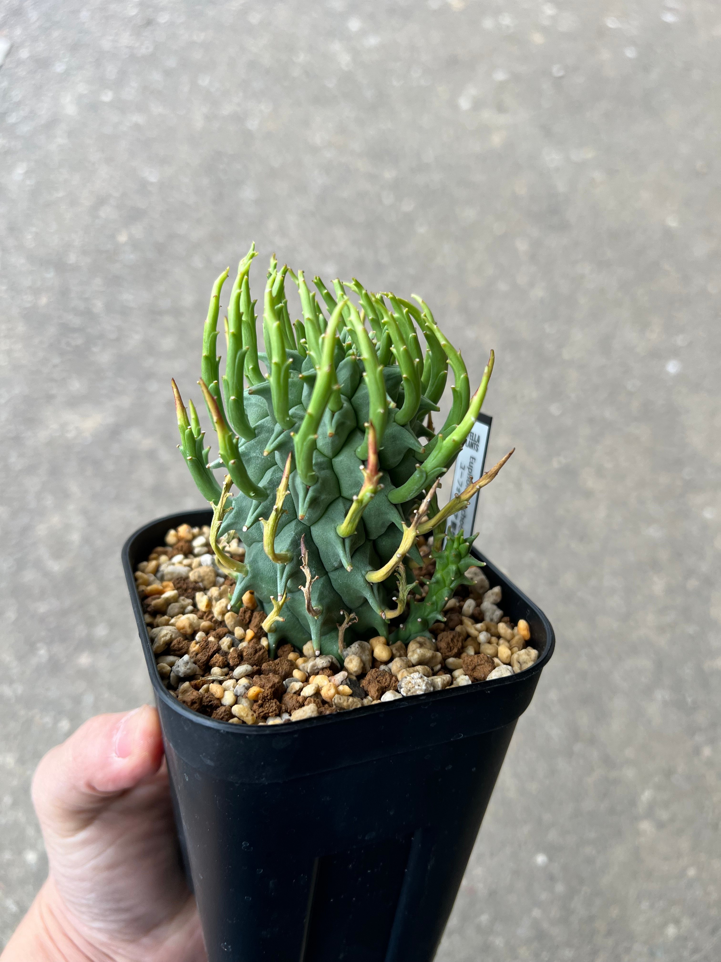 【国内実生】ユーフォルビア スコエランディ (闘牛角) 塊根植物 ユーフォルビア スコエランディ 闘牛角1 | STELLA.PLANTS