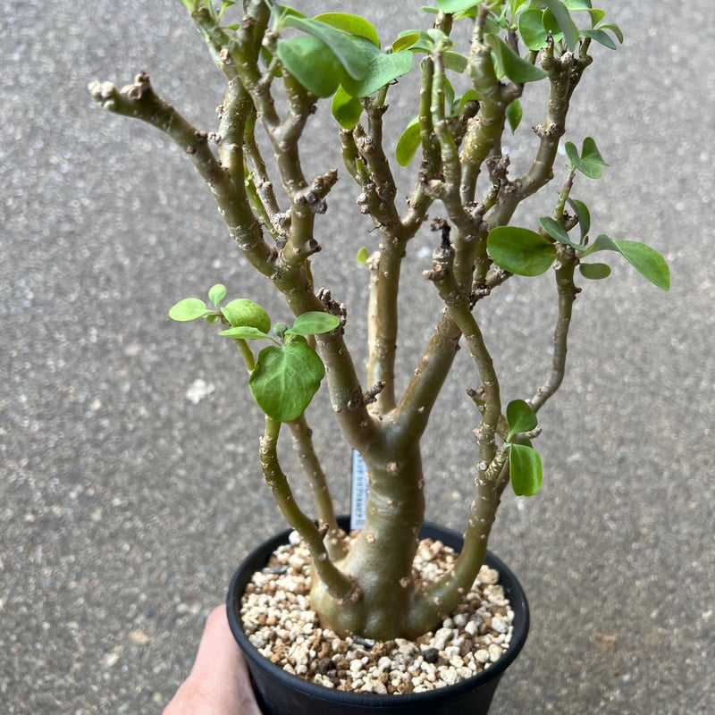 オトンナ　トリプリネルビア オトンナ トリプリネルビアの育て方