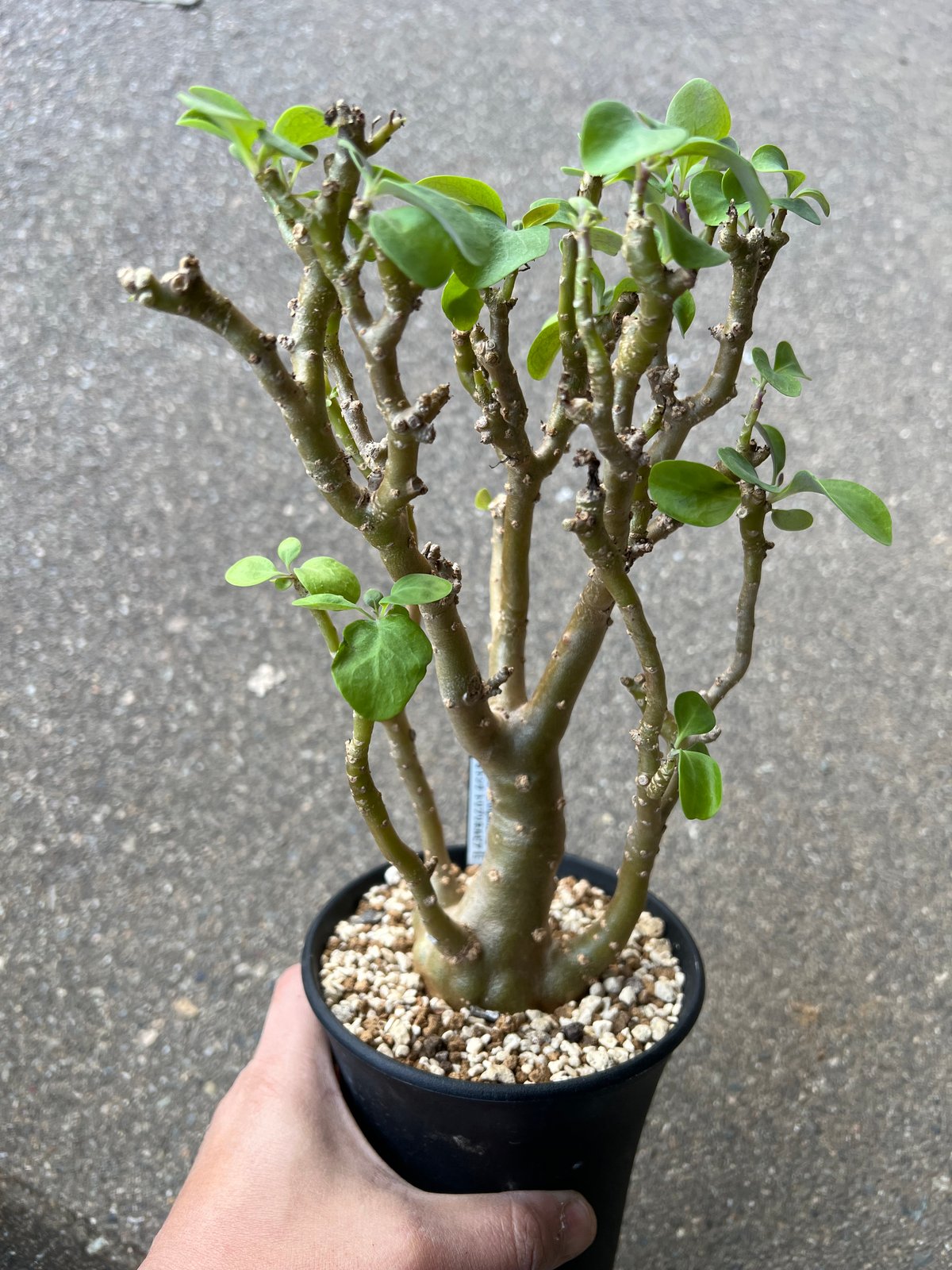 オトンナ　トリプリネルビア オトンナ トリプリネルビア1 | STELLA.PLANTS