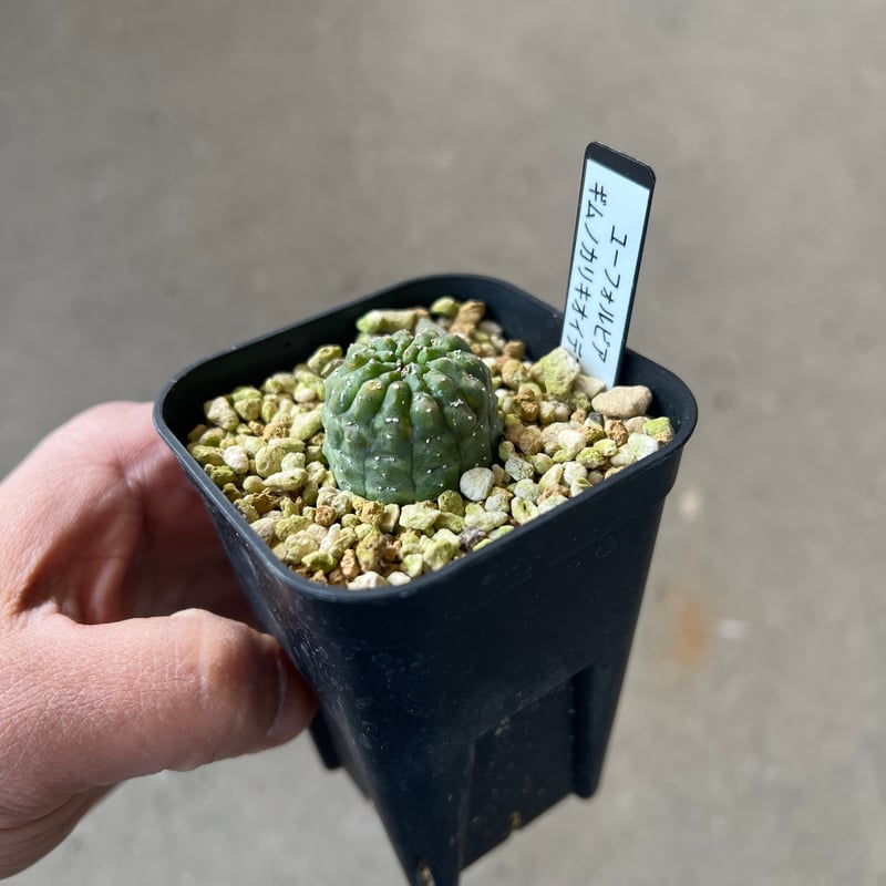 BS014 ユーフォルビア・ギムノカリキオイデス ユーフォルビア ギムノカリキオイデス3 | STELLA.PLANTS