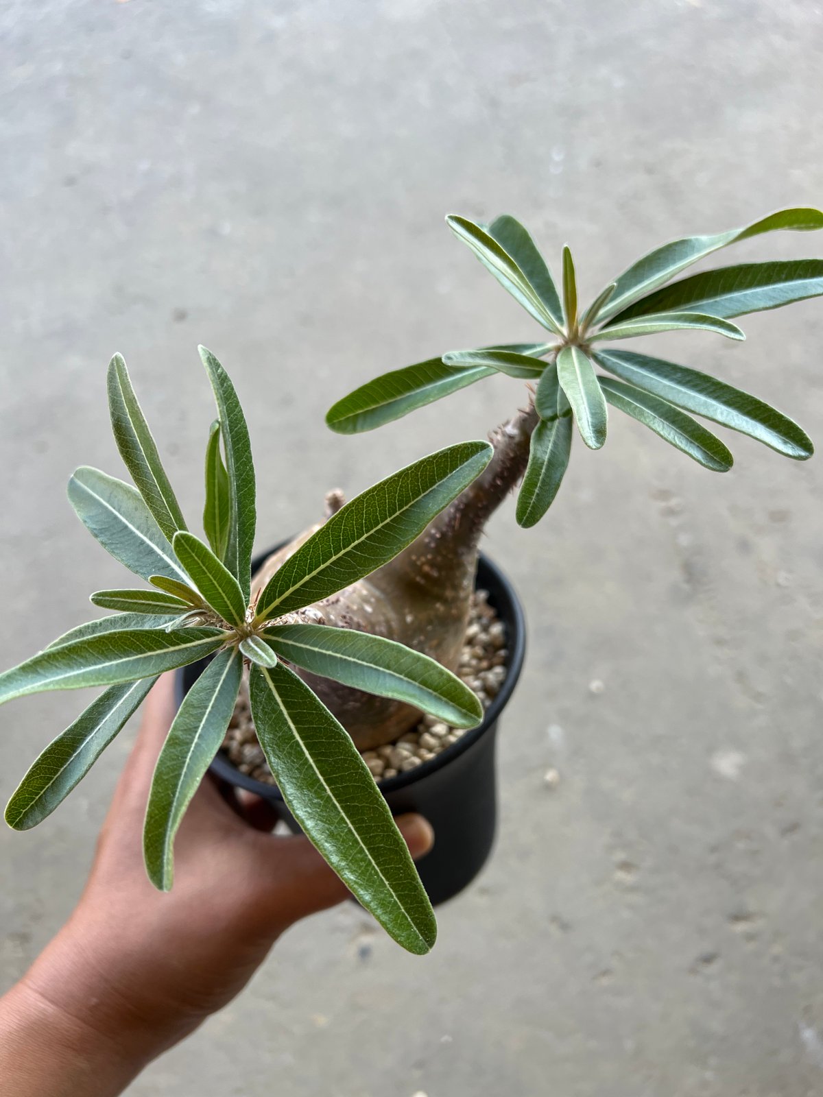 パキポディウム グラキリス | STELLA.PLANTS