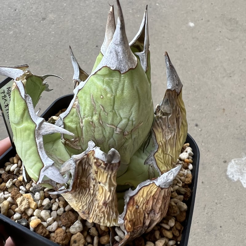 Agave Oaxaca oteroi | STELLA.PLANTS Agave Oaxaca oteroi | STELLA.PLANTS