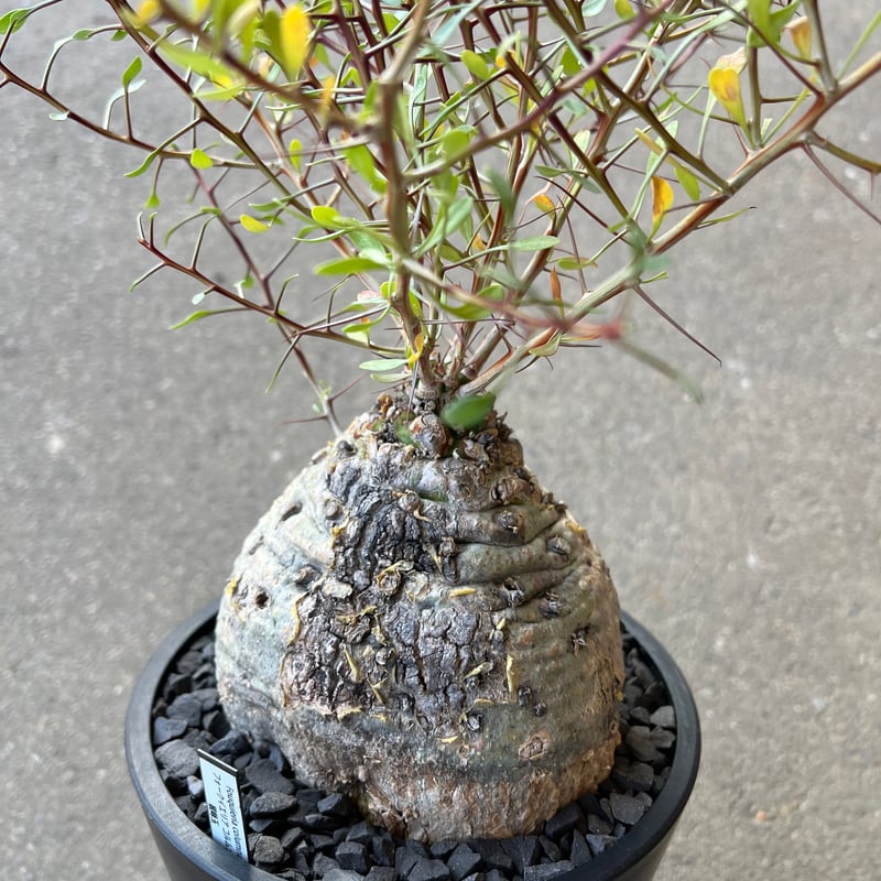 フォークイエリア コルムナリス 観峰玉 | STELLA.PLANTS