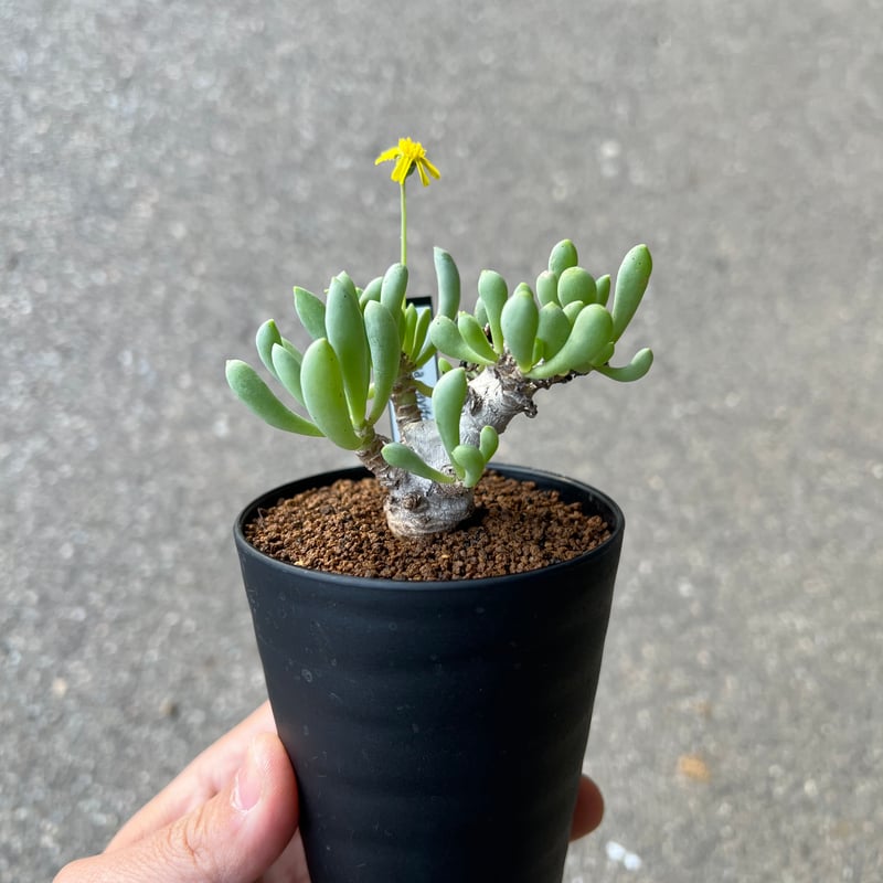 オトンナ クラビフォリア4 | STELLA.PLANTS