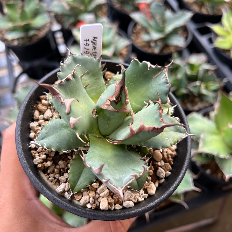 K*I様 Agave titanota '姫厳竜' アガベ チタノタ 姫厳竜 / Agave
