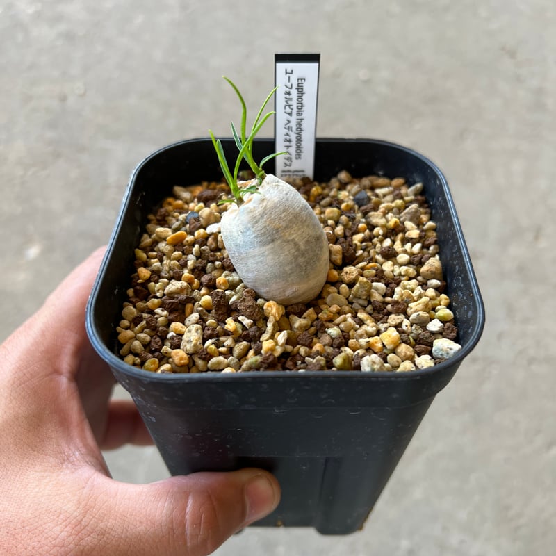 ユーフォルビア　へディオトイデス ユーフォルビア ヘディオトイデス | STELLA.PLANTS