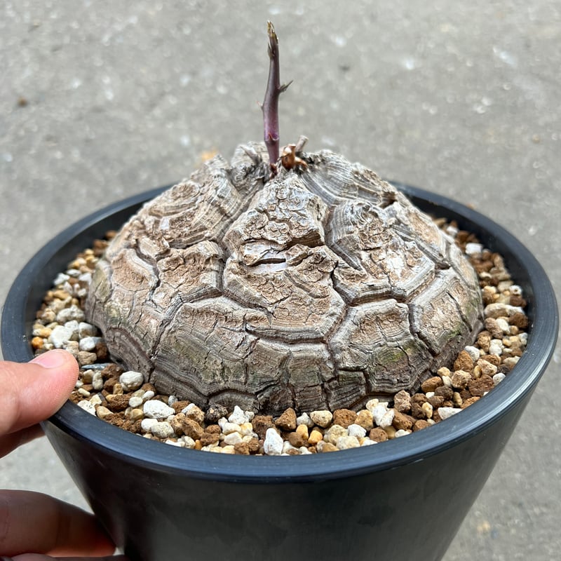 アフリカ亀甲竜　約15cm鉢 塊根植物 観葉植物 アフリカ亀甲竜 約15cm鉢 塊根植物 観葉植物