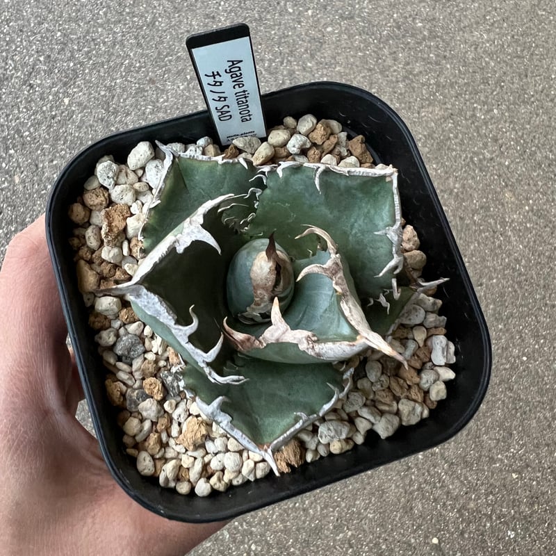 アガベ チタノタ SAD 2 | STELLA.PLANTS