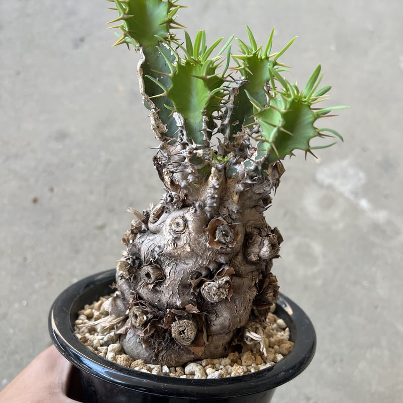 ユーフォルビア ムランジーナ | STELLA.PLANTS ユーフォルビア ムランジーナ | STELLA.PLANTS