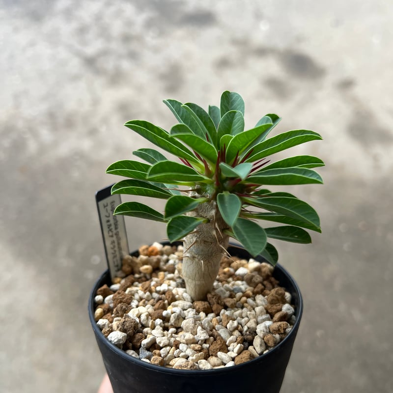 ユーフォルビア ギラウミニアナ実生2 | STELLA.PLANTS ユーフォルビア ギラウミニアナ実生2 | STELLA.PLANTS