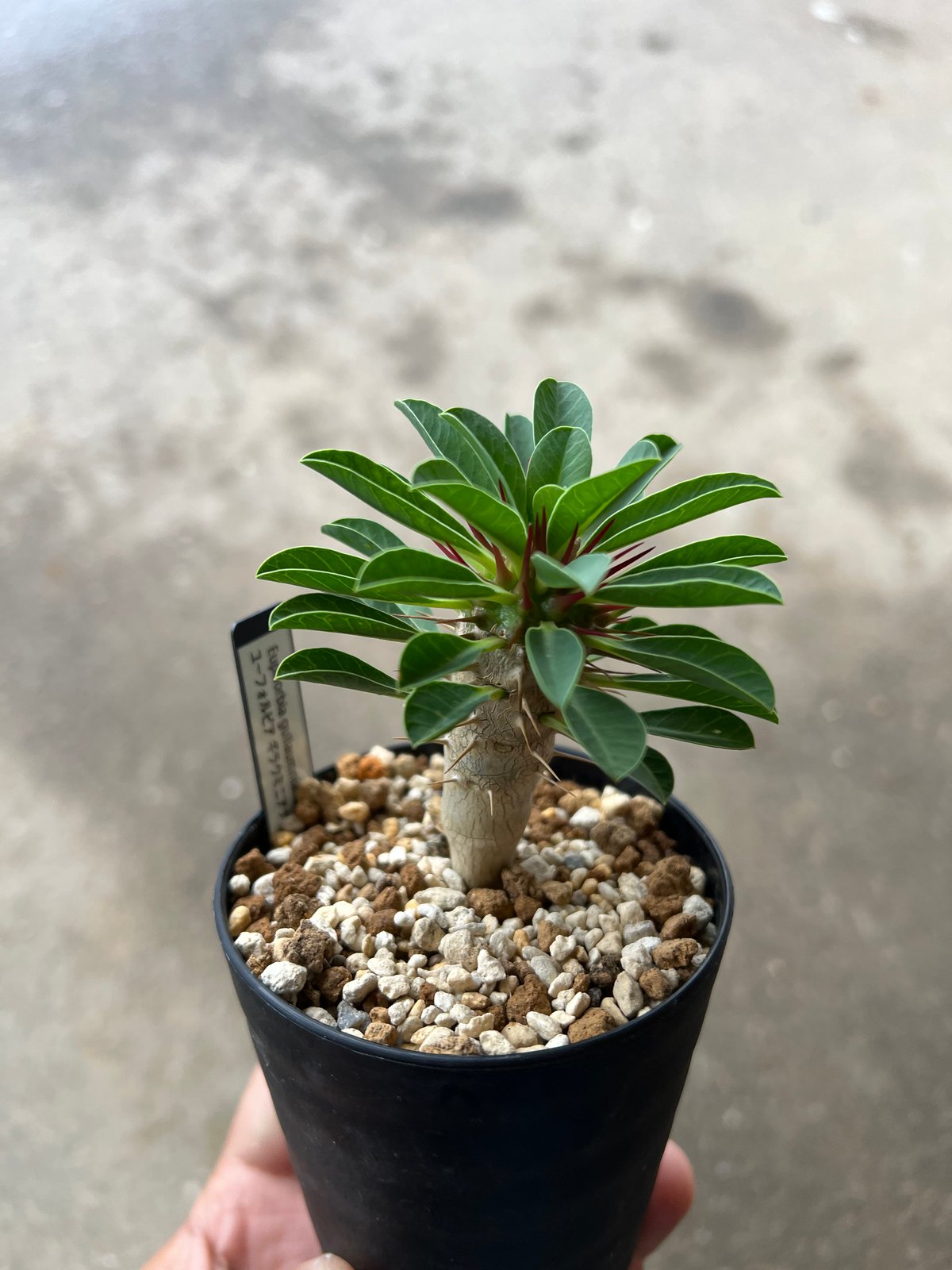 ユーフォルビア ギラウミニアナ 種15＋2粒 ユーフォルビア ギラウミニアナ実生2 | STELLA.PLANTS