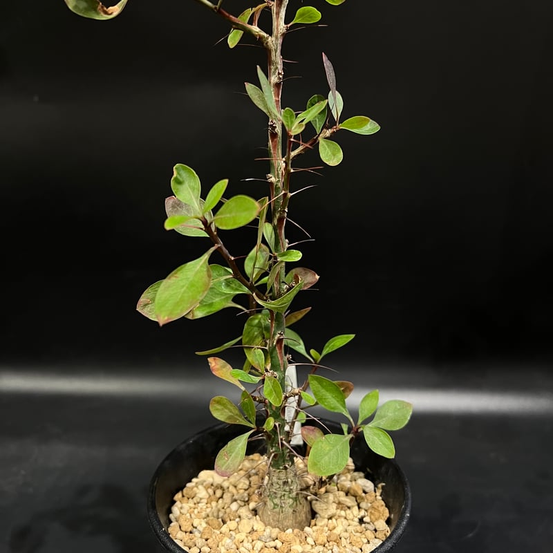 フォークイエリア ファシクラータ | STELLA.PLANTS フォークイエリア ファシクラータ | STELLA.PLANTS