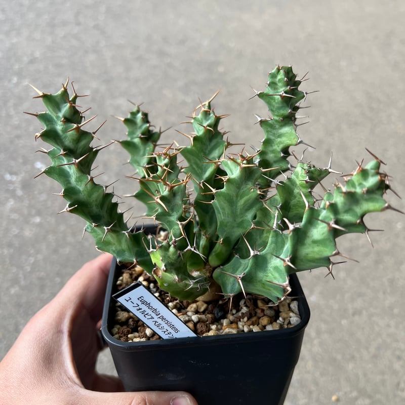 ユーフォルビア ペルシステンス1 | STELLA.PLANTS