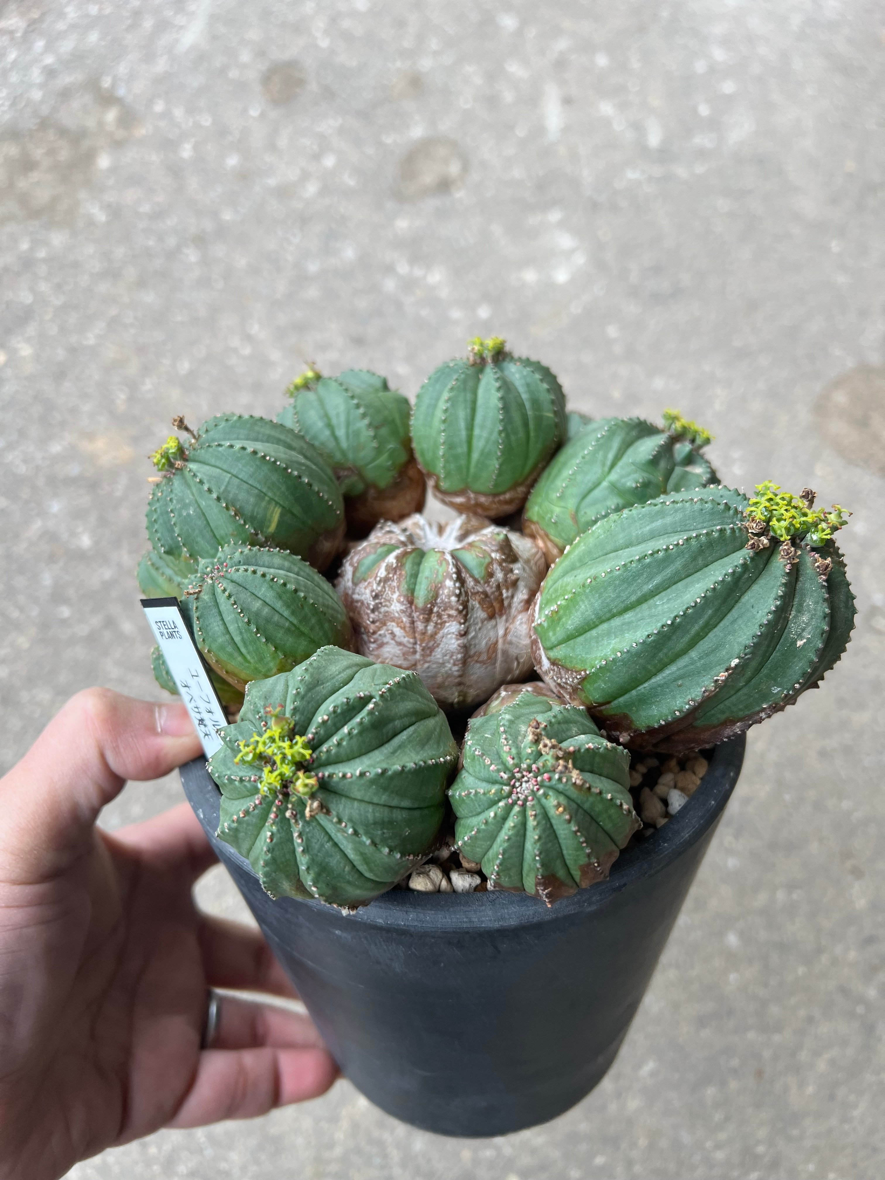 ユーフォルビア　オベサ梵天錦　G59 ユーフォルビア オベサ梵天 | STELLA.PLANTS