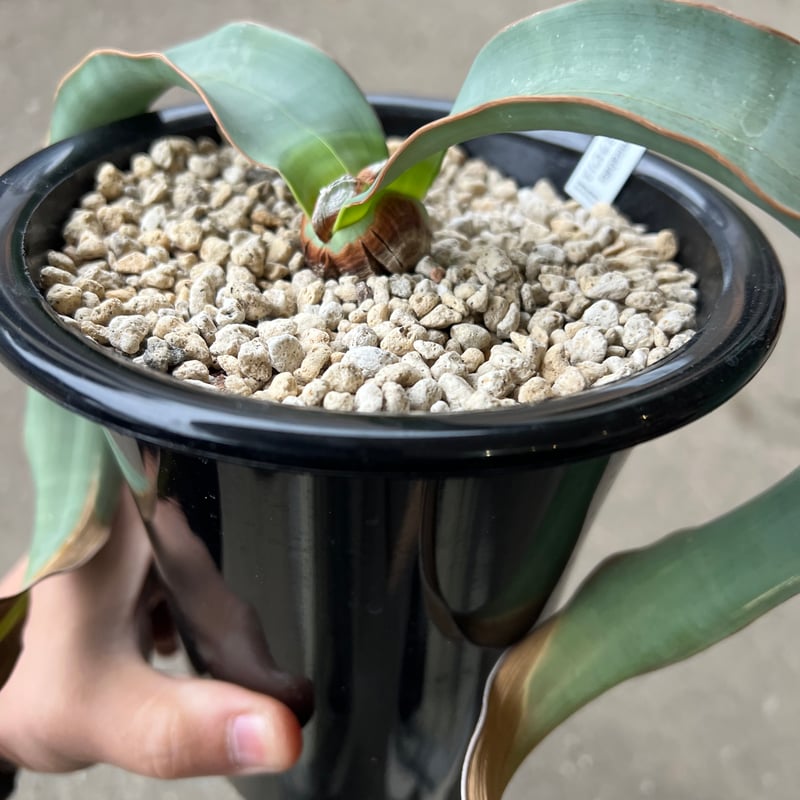 papa-fin様確認用 ウェルウィッチアミラビリス 奇想天外 【鉢ごと発送