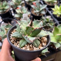 アガベ ホリダドワーフ カリフォルニア | STELLA.PLANTS