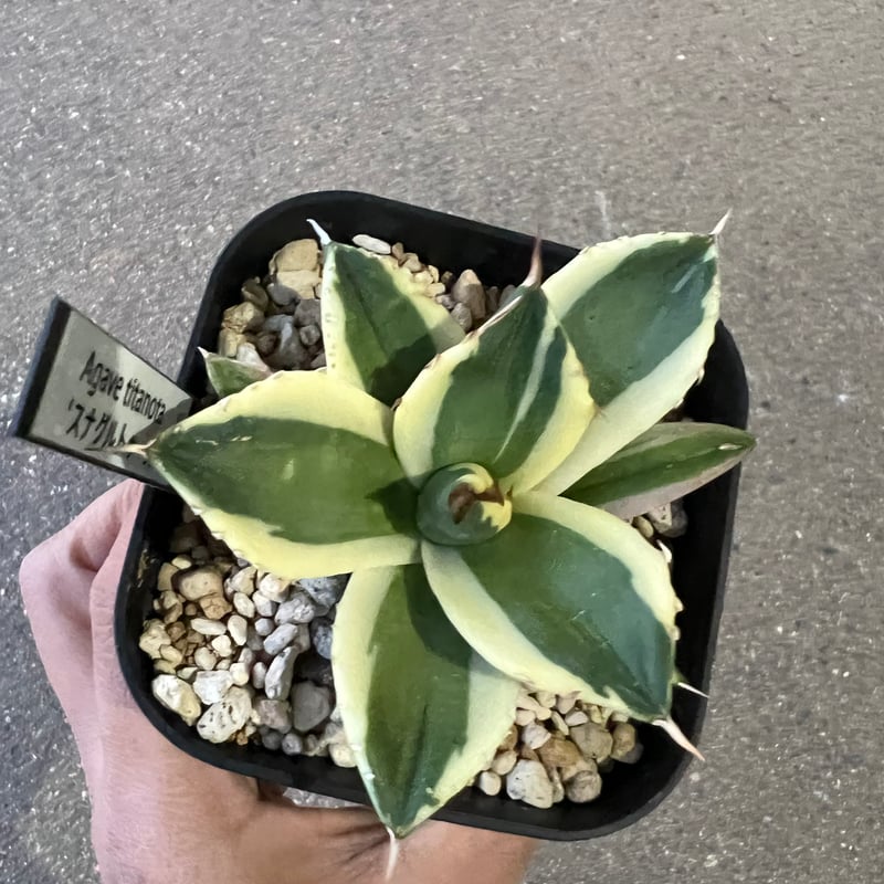 アガベ チタノタ スナグルトゥース 2 | STELLA.PLANTS