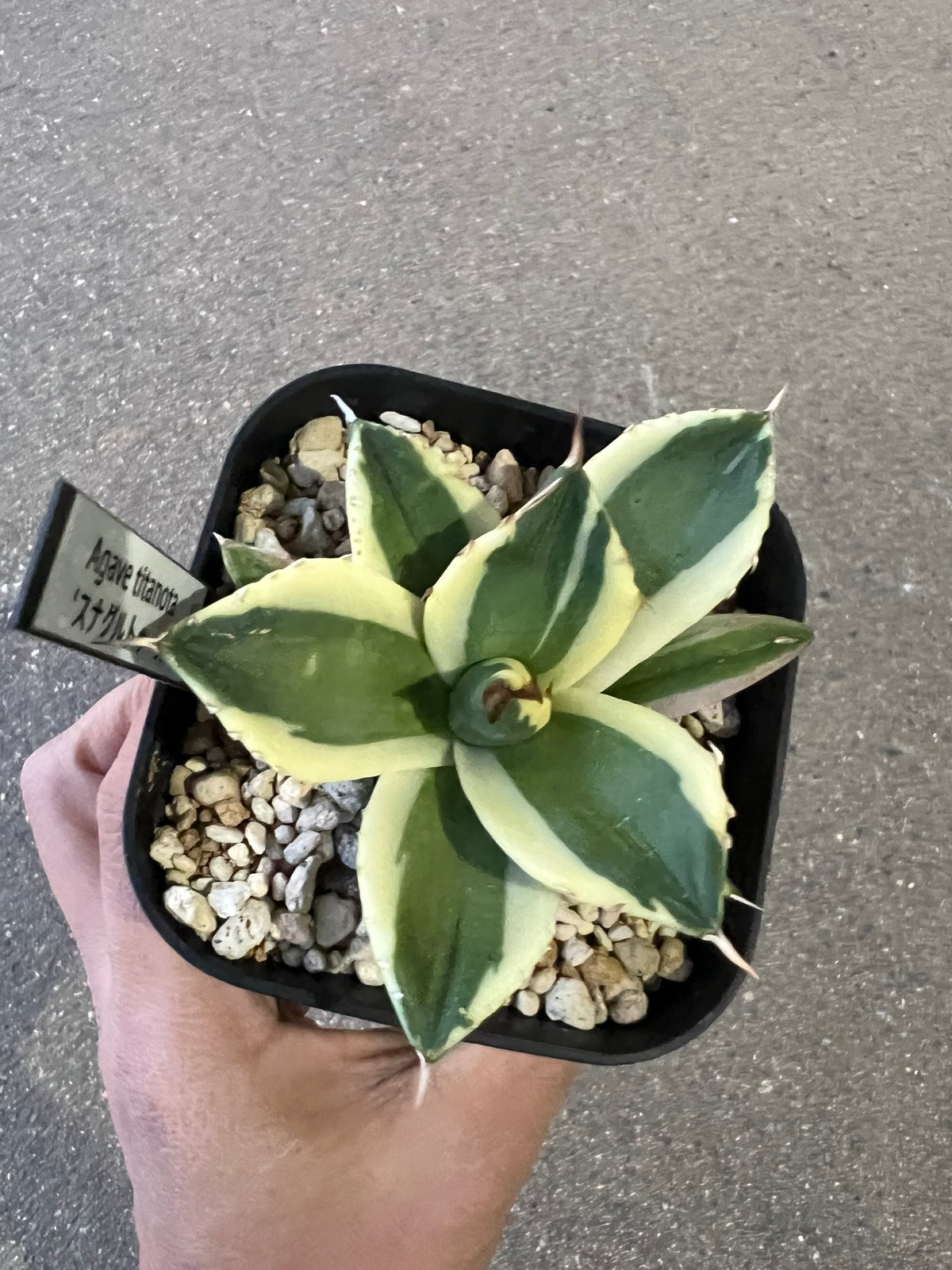 アガベ チタノタ スナグルトゥース 2 | STELLA.PLANTS