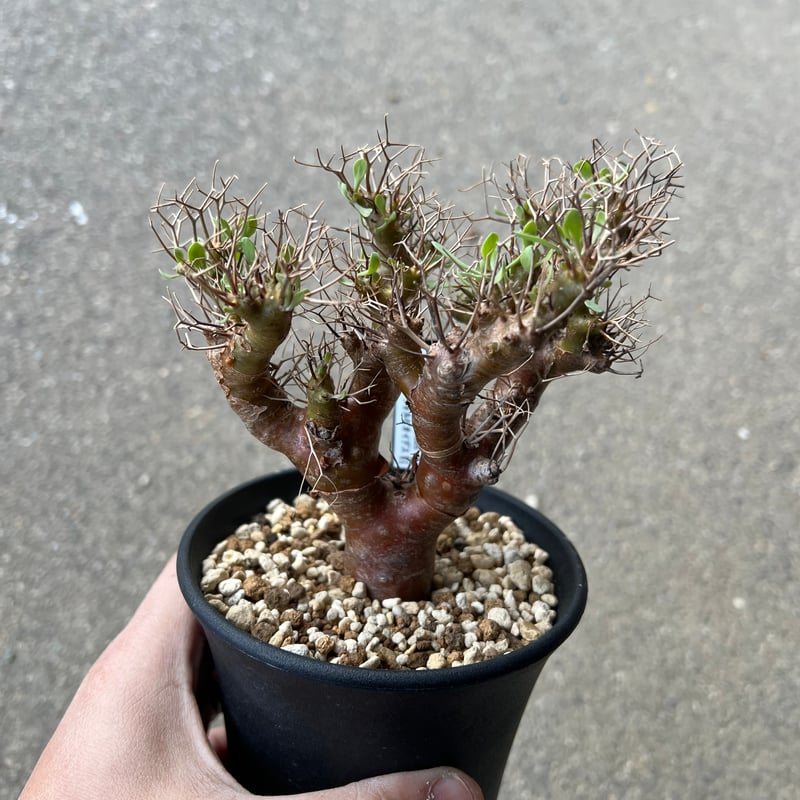 オトンナ ユーフォルビオイデス2 | STELLA.PLANTS