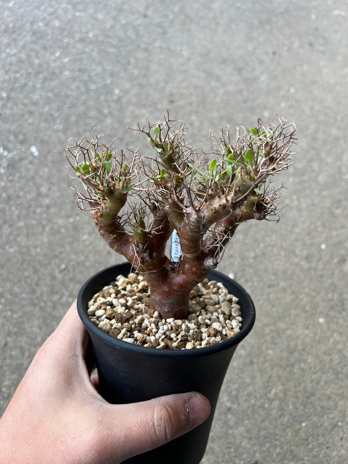 オトンナ ユーフォルビオイデス2 | STELLA.PLANTS