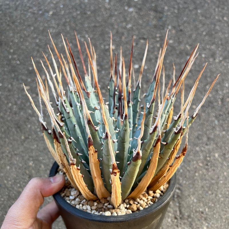 ユタエンシス エボリスピナ 5寸鉢サイズ | STELLA.PLANTS