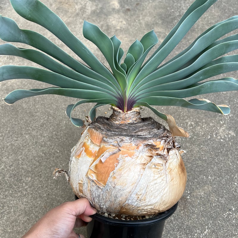 ブーファン ハエマンソイデス | STELLA.PLANTS ブーファン ハエマンソイデス | STELLA.PLANTS
