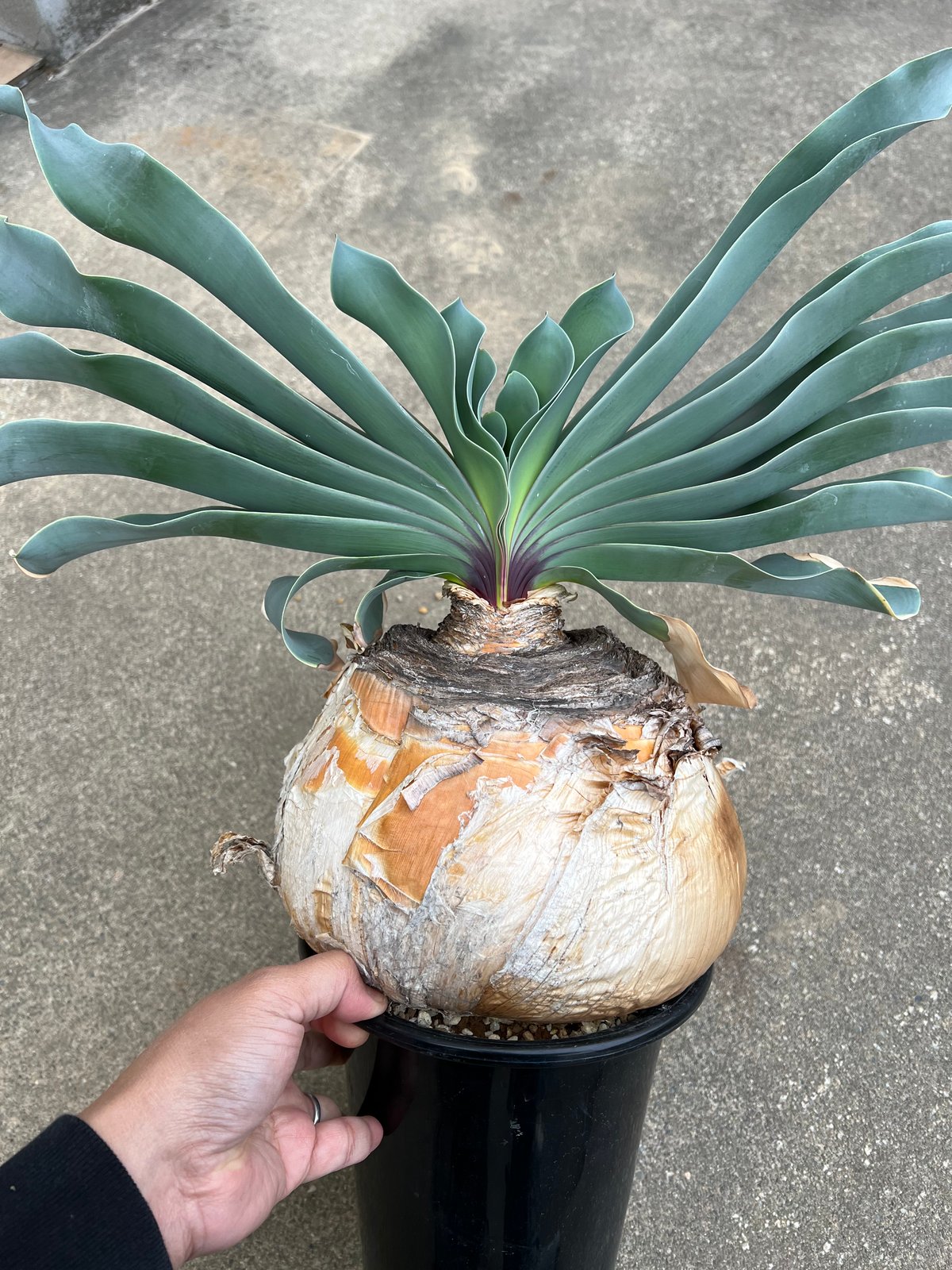 ブーファン ハエマンソイデス | STELLA.PLANTS ブーファン ハエマンソイデス | STELLA.PLANTS