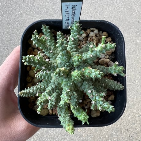 CATEGORY ユーフォルビア | STELLA.PLANTS